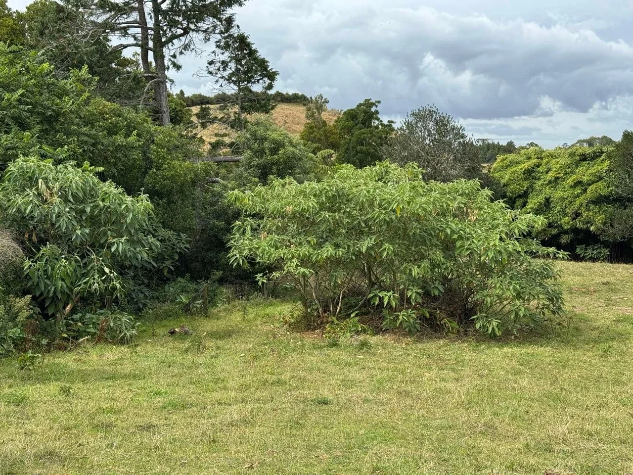 Woolly nightshade removal in Taranaki - invasive weeds cut back and cleared