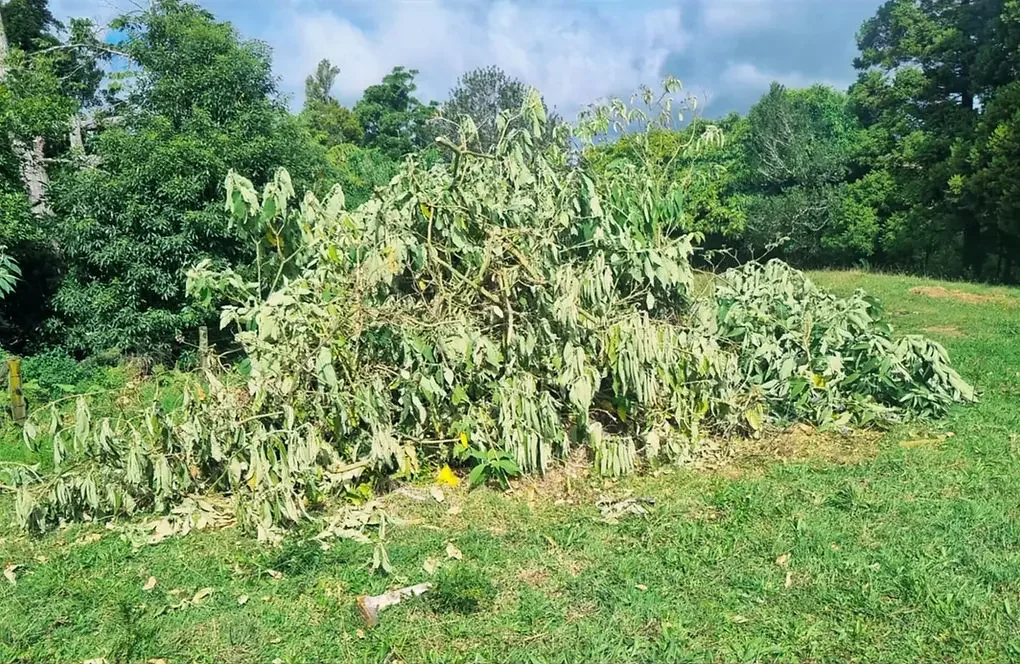 Noxious weed control in Taranaki - woolly nightshade cleared