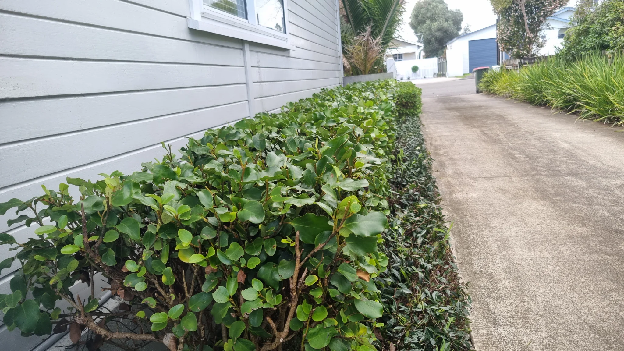 Hedge topiary in Taranaki - shaped and maintained for a crisp look
