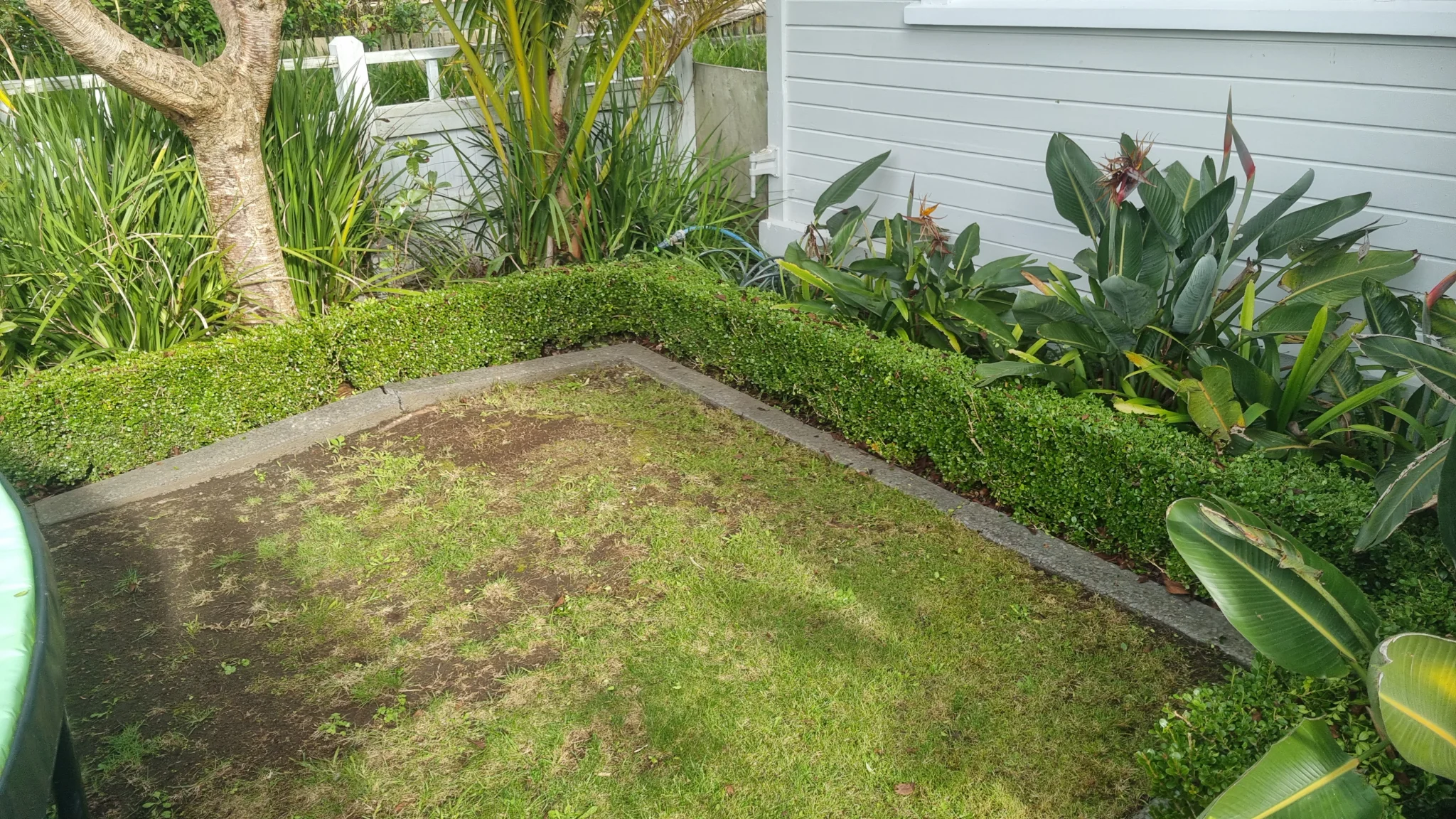 Regular hedge maintenance in Taranaki - trimmed for healthy growth